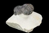 Bargain, Morocops Trilobite - Visible Eye Facets #120033-2